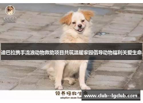 迪巴拉携手流浪动物救助项目共筑温暖家园倡导动物福利关爱生命